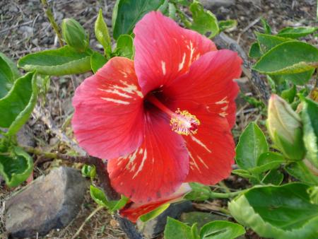 Hibiscus