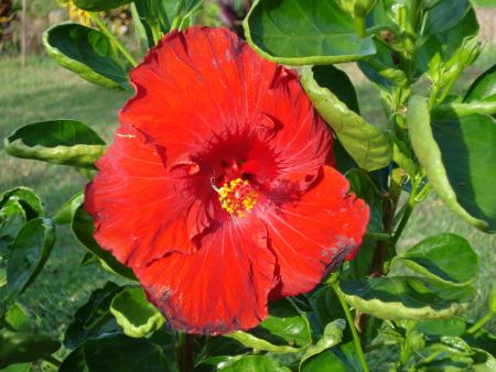 Hibiscus