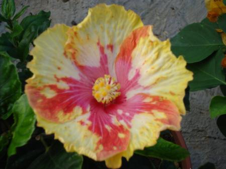 Hibiscus