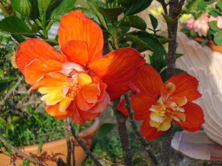 Hibiscus Coeur Créole